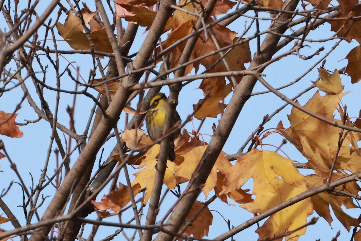 Townsend's Warbler - ML645803794