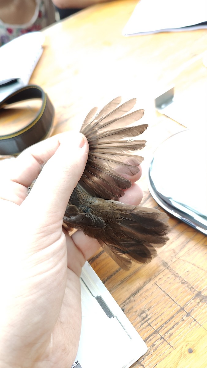 Cetti's Warbler - ML645803795