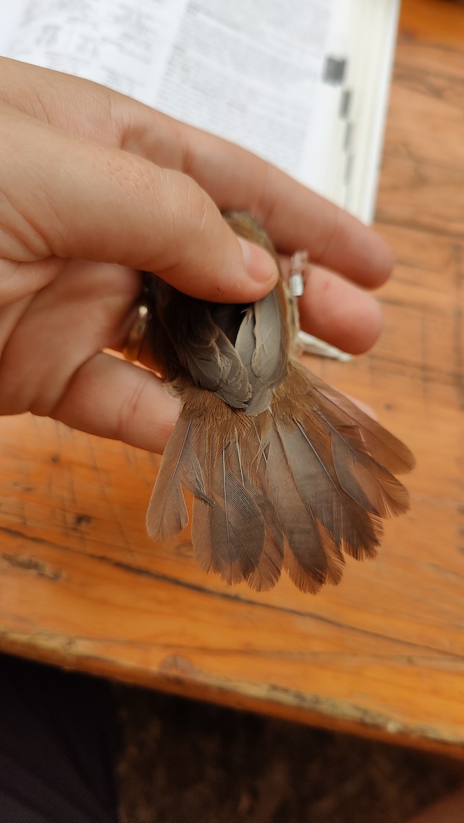 Cetti's Warbler - ML645803796