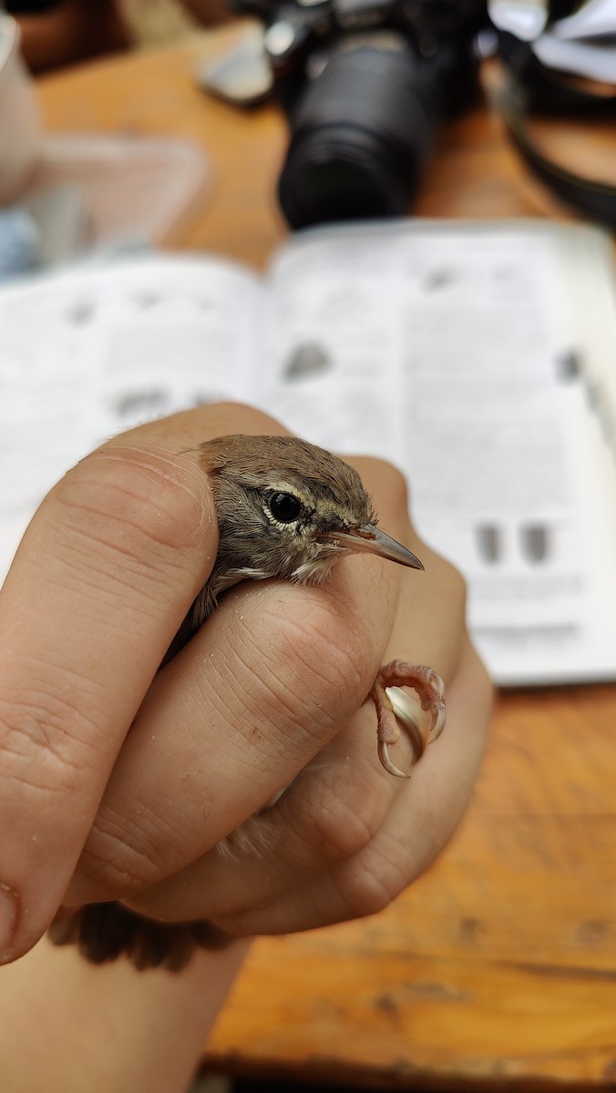 Cetti's Warbler - ML645803797