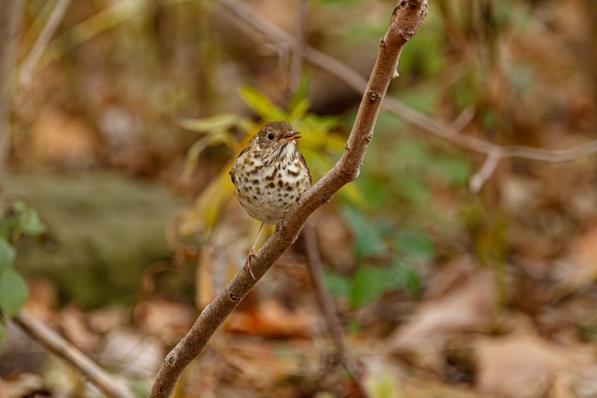 Hermit Thrush - ML645803804