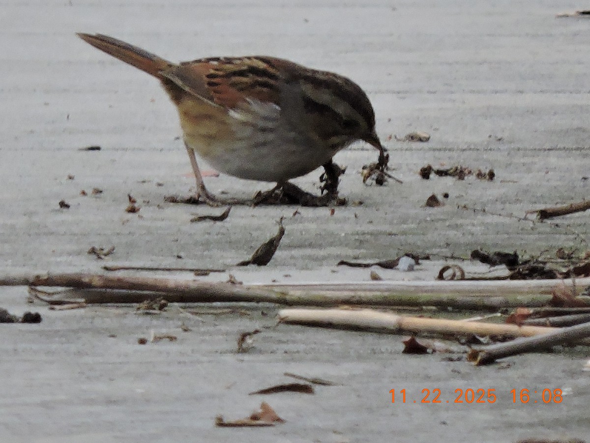 Bruant des marais - ML645803808