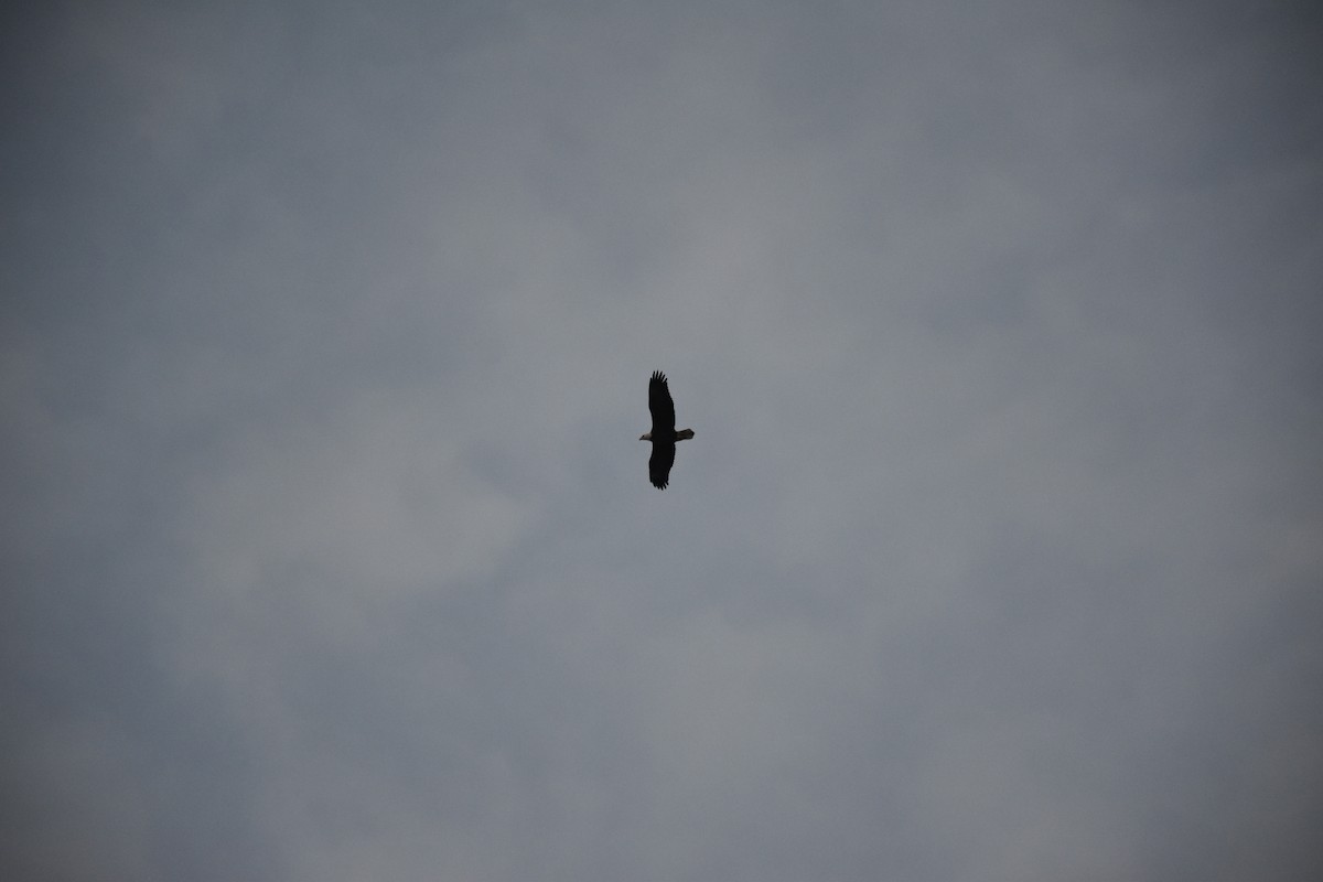 Pigargo Americano - ML645803817