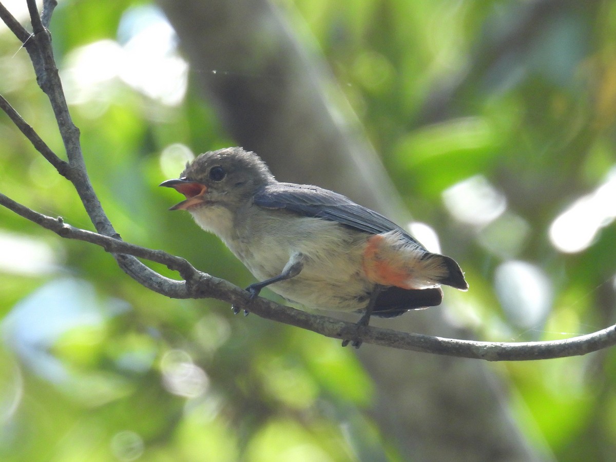Mistletoebird - ML645803819