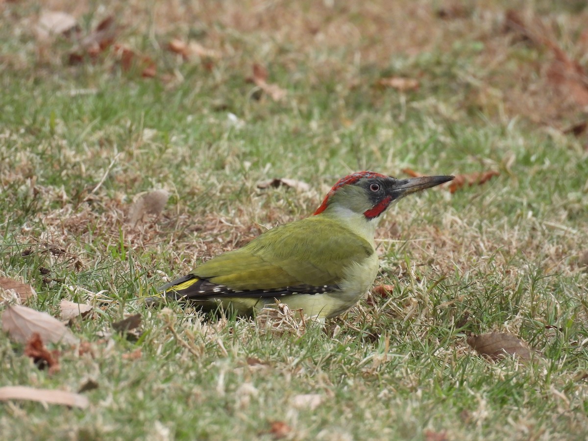Iberian Green Woodpecker - ML645803825