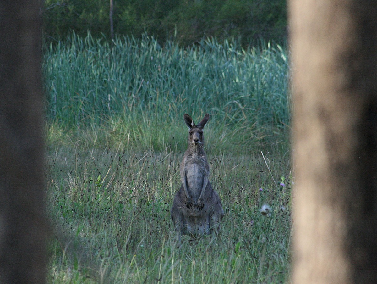 Animals - ML645803827