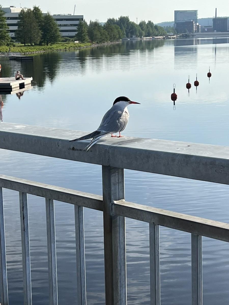 Common Tern - ML645803828