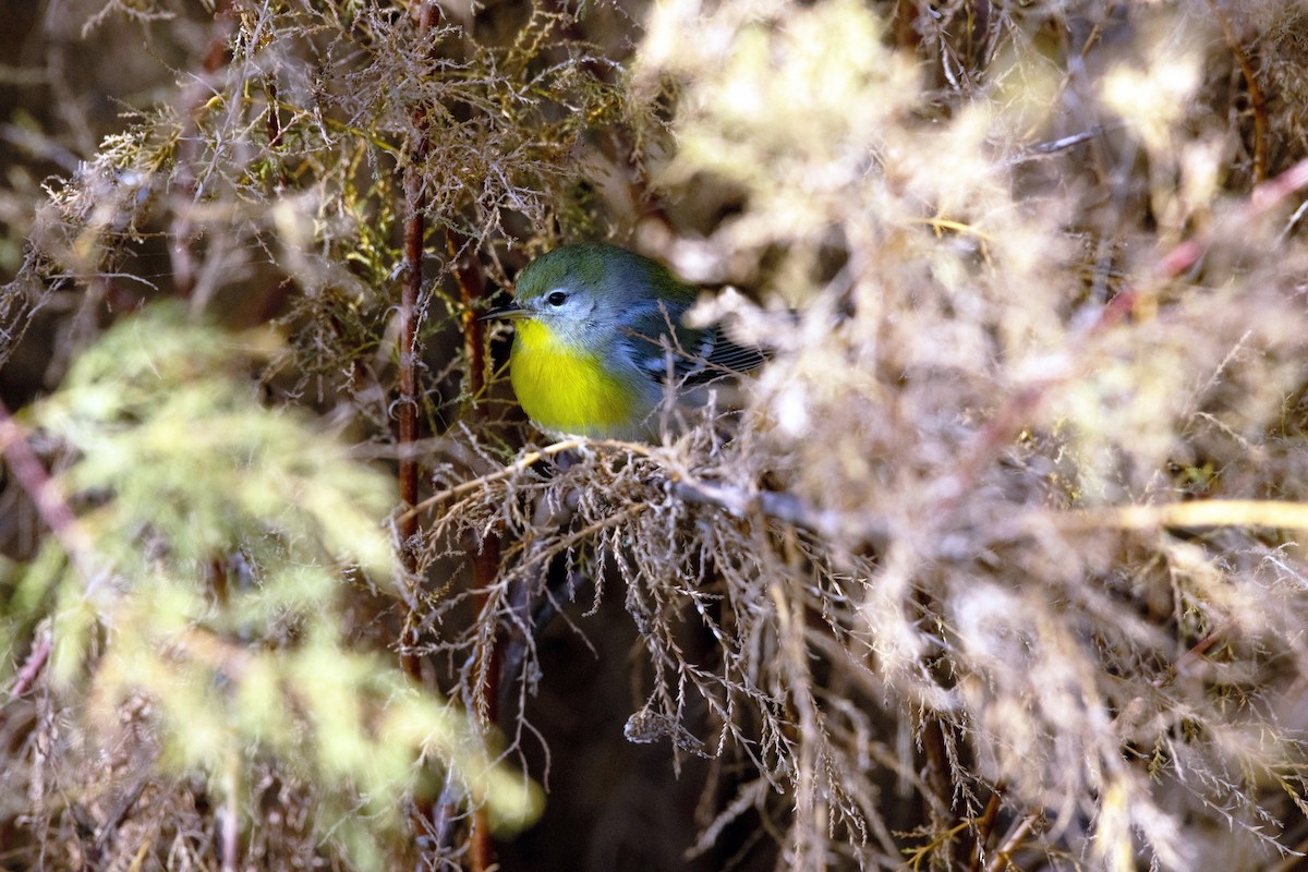 lesňáček lišejníkový - ML645803831