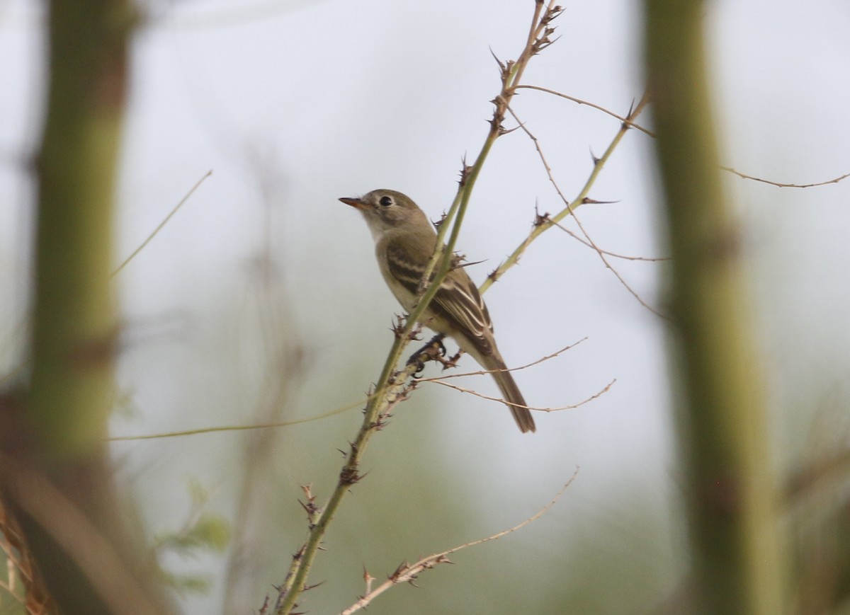Least Flycatcher - ML645803839