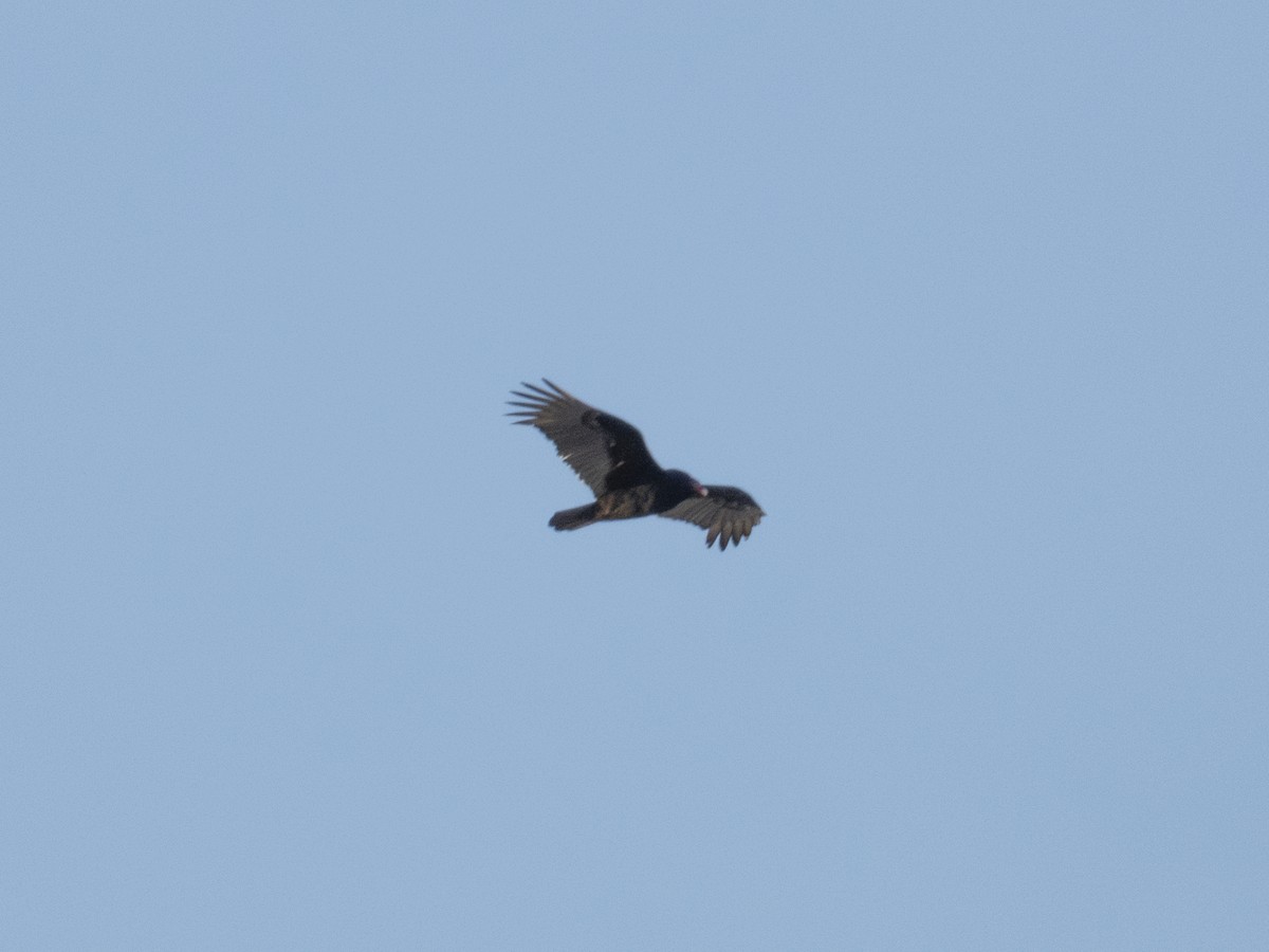 Turkey Vulture - ML645803843