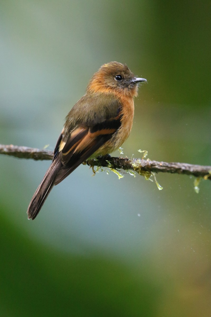 Cinnamon Flycatcher - ML645803848