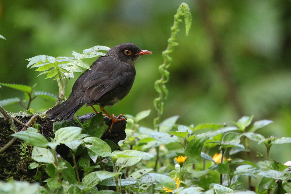 Slaty-backed Nightingale-Thrush - ML645803850