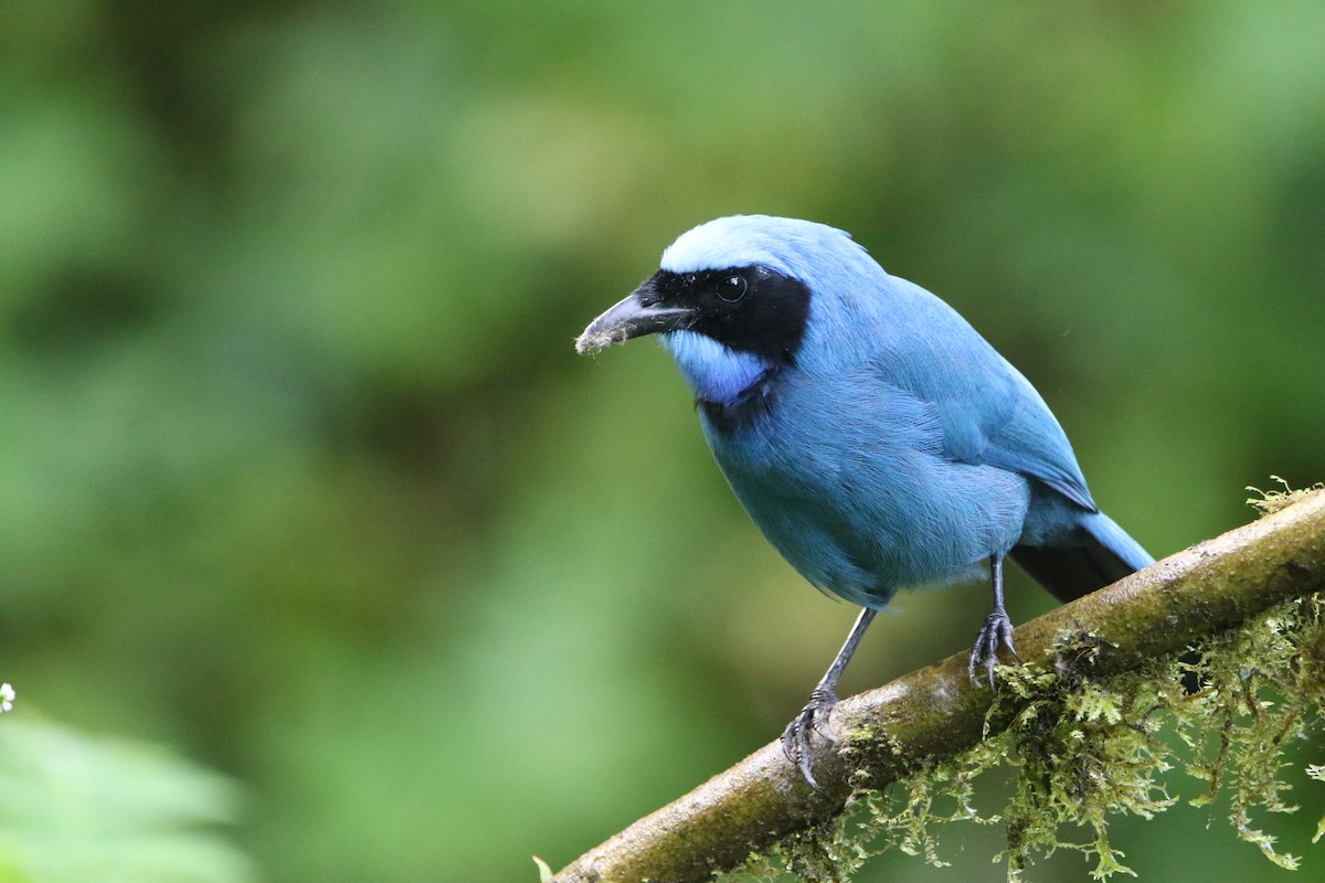 Turquoise Jay - ML645803852