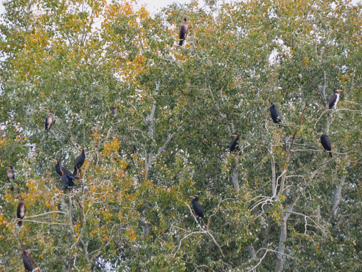 kormorán velký - ML645803853