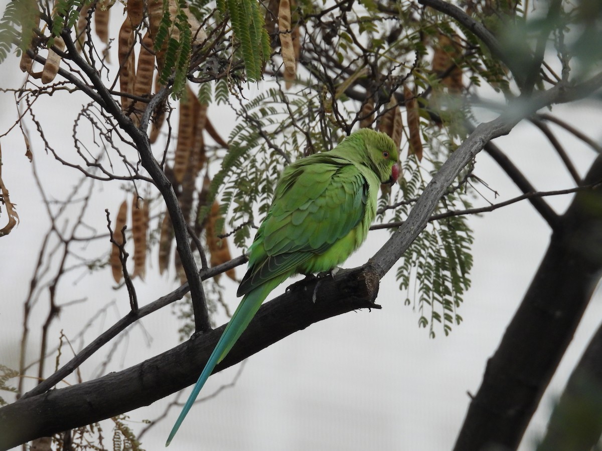 Rose-ringed Parakeet - ML645803854