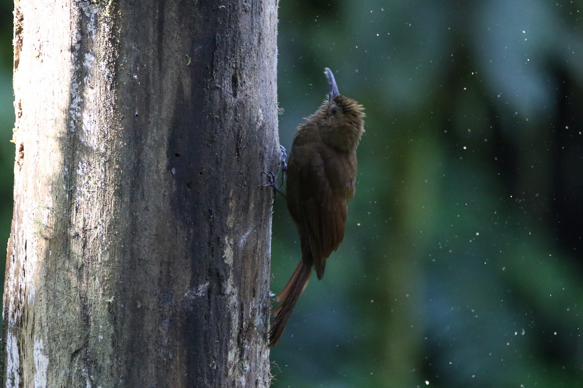 tyranntreløper - ML645803859