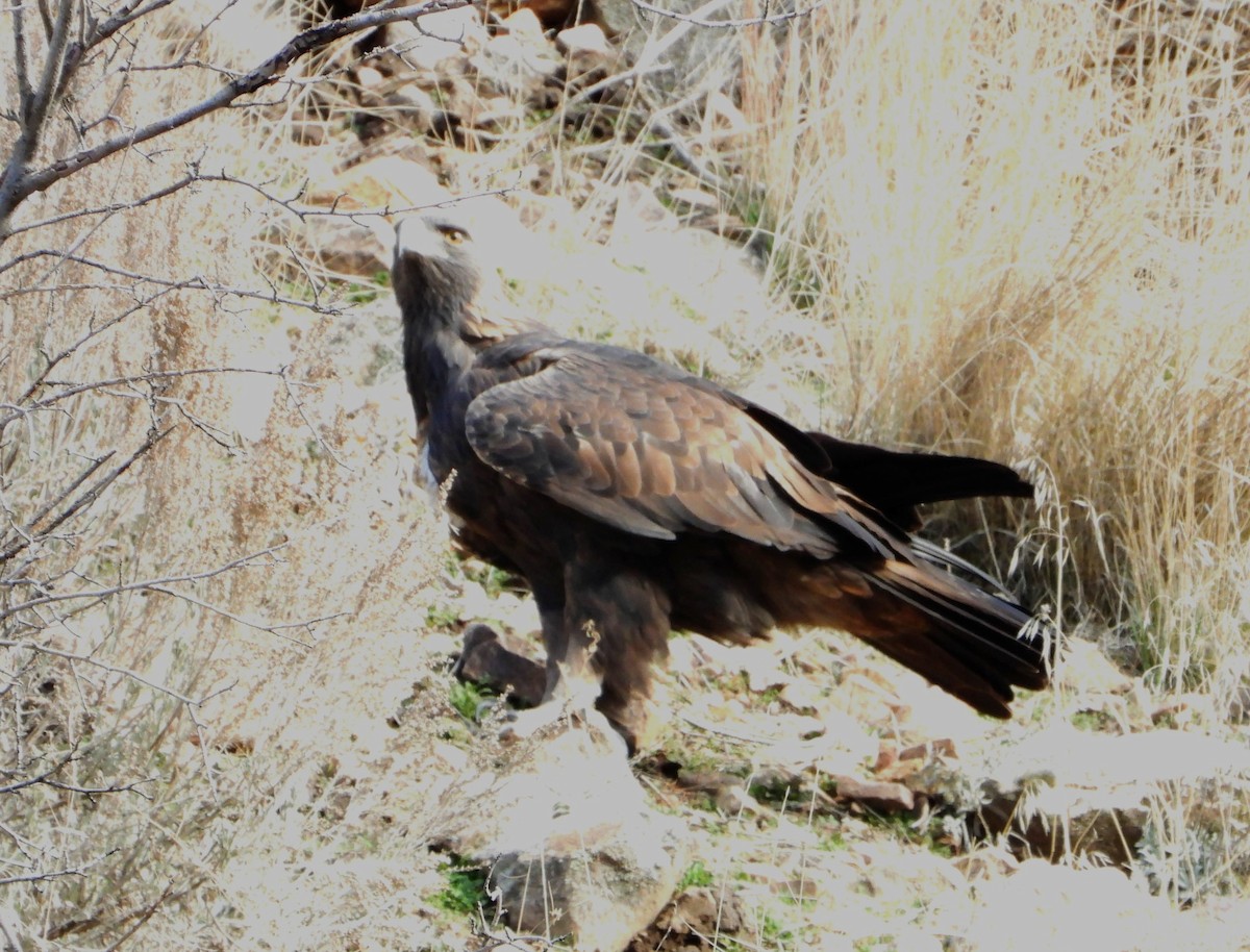 orel skalní - ML645803863