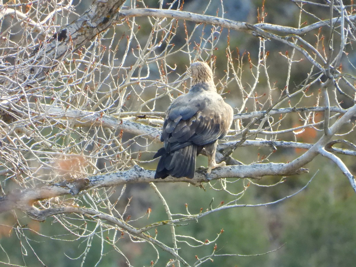 orel skalní - ML645803864