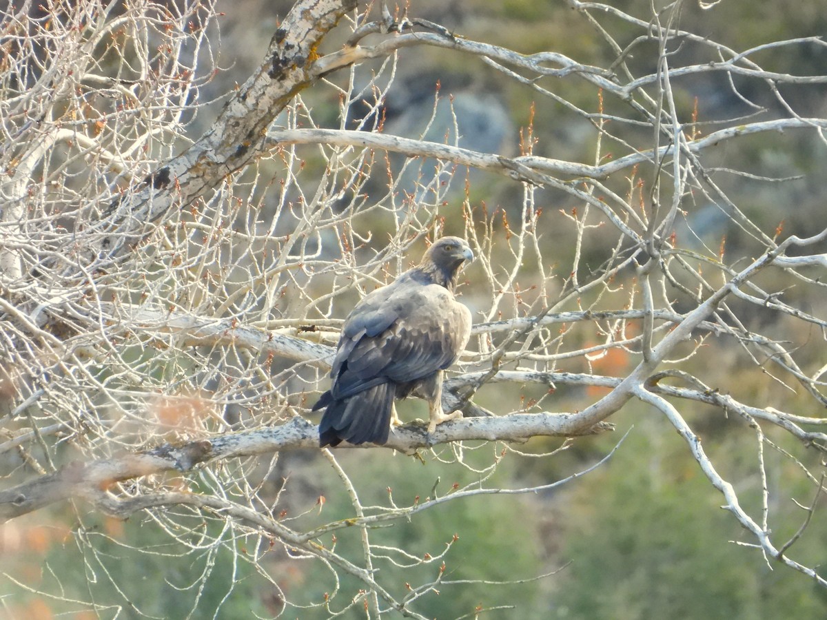 orel skalní - ML645803865