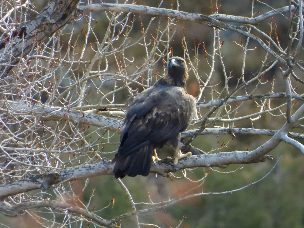 orel skalní - ML645803866