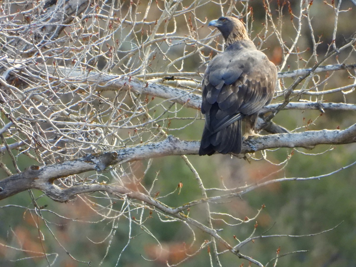 orel skalní - ML645803868