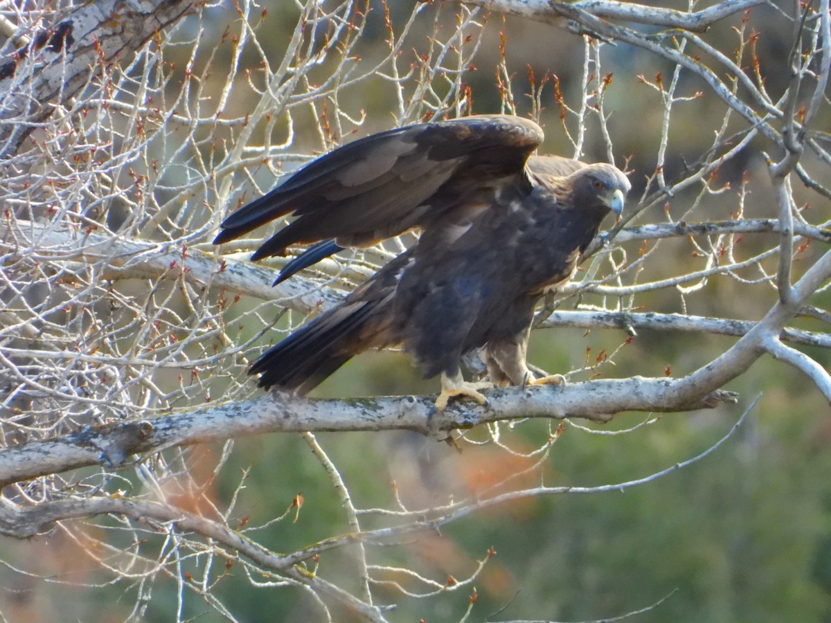 orel skalní - ML645803870