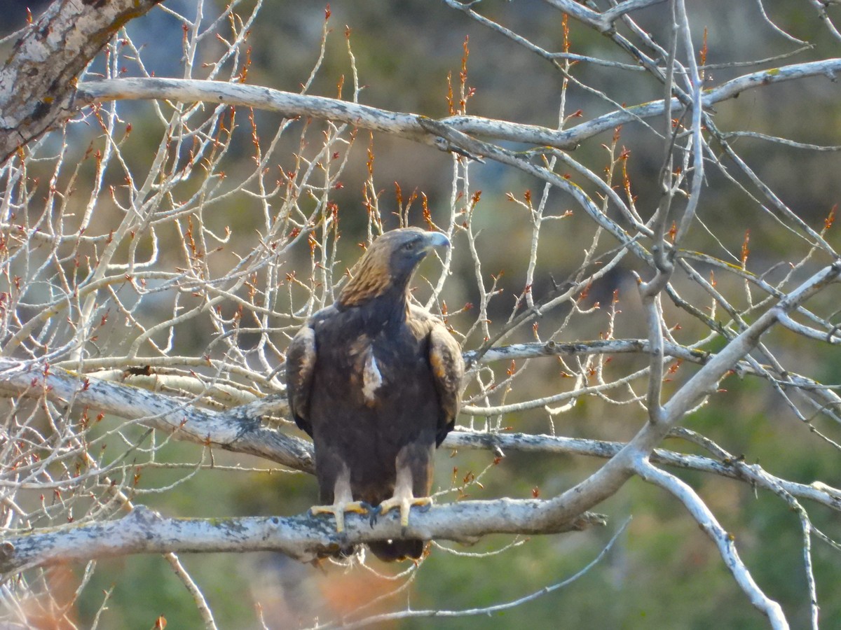 orel skalní - ML645803871