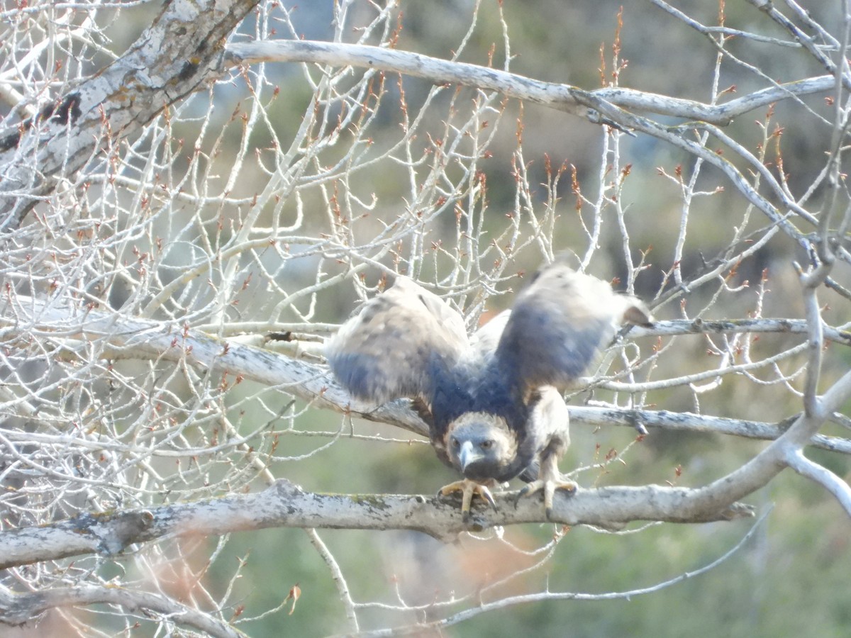 orel skalní - ML645803872