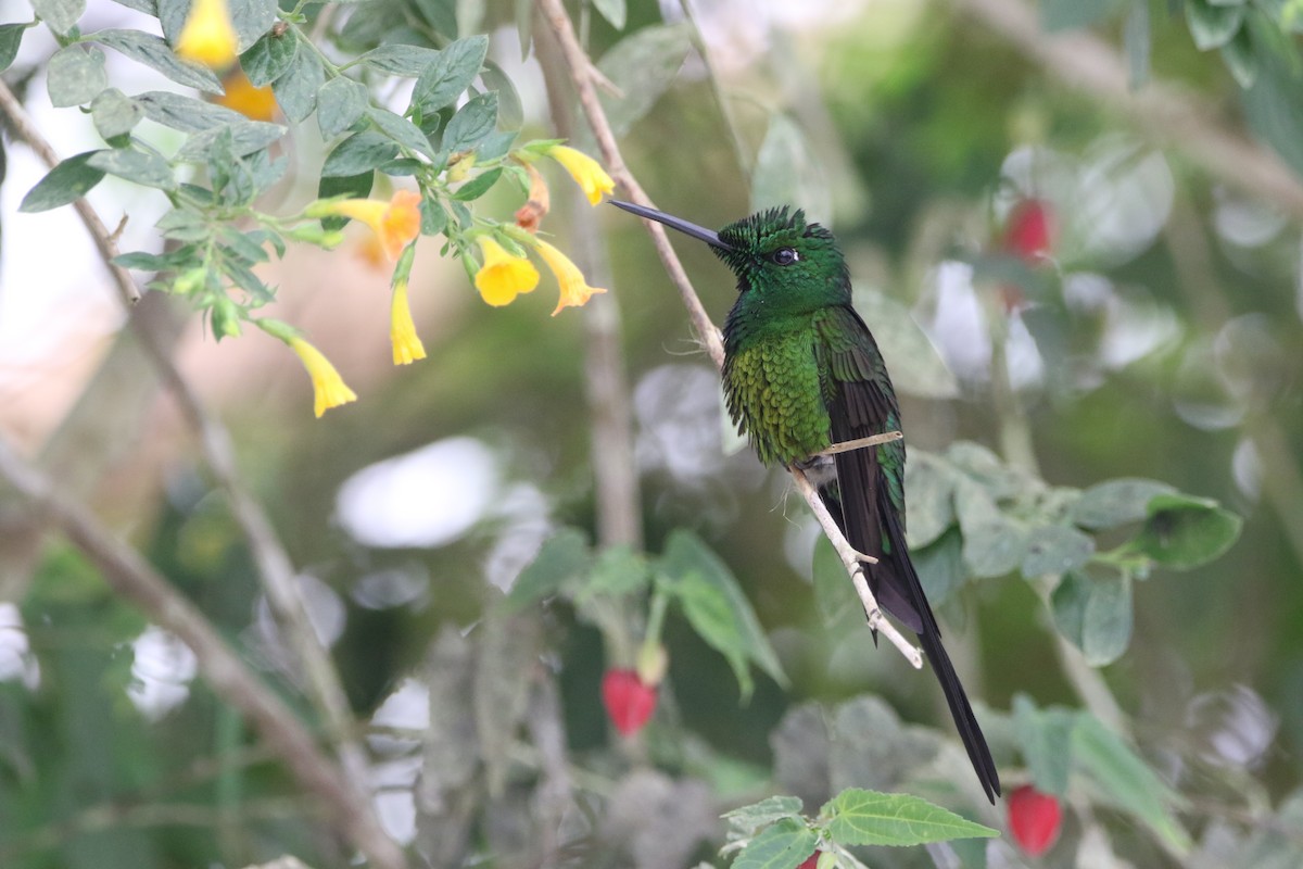 Empress Brilliant - ML645803876