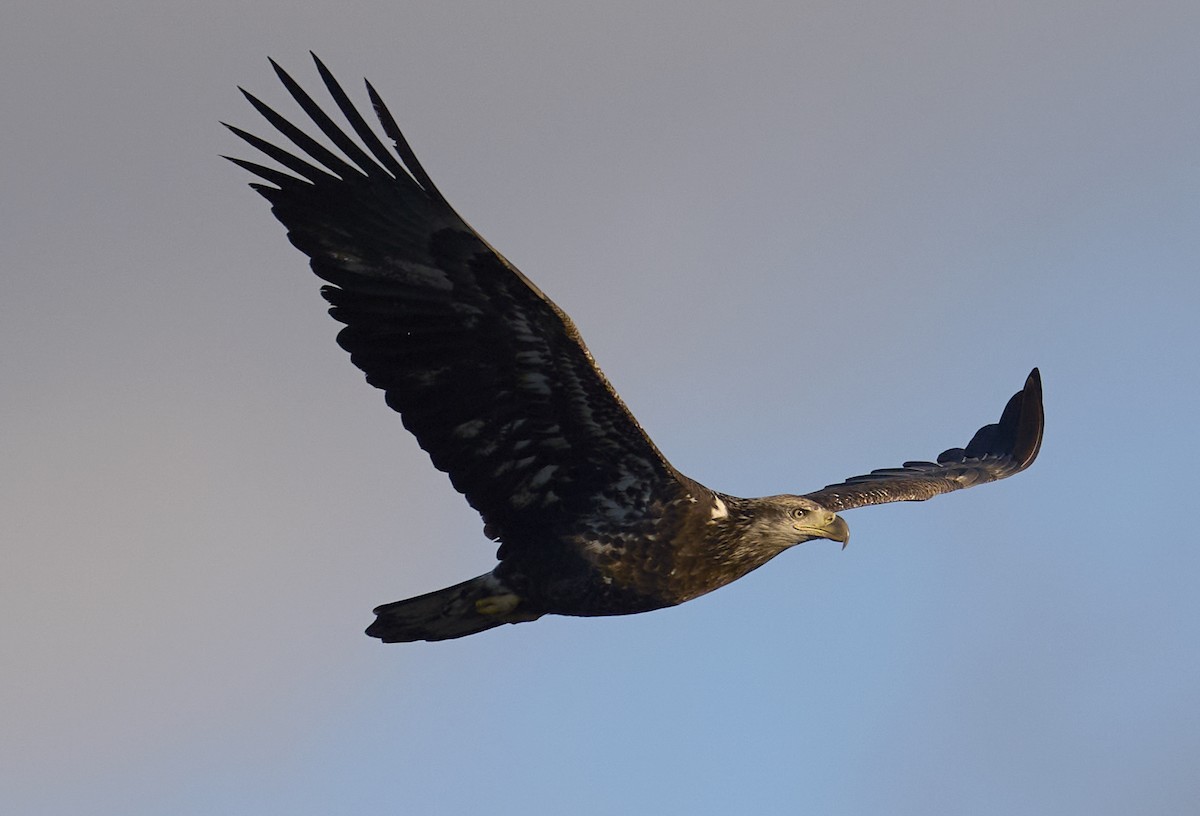 Pigargo Americano - ML645803879