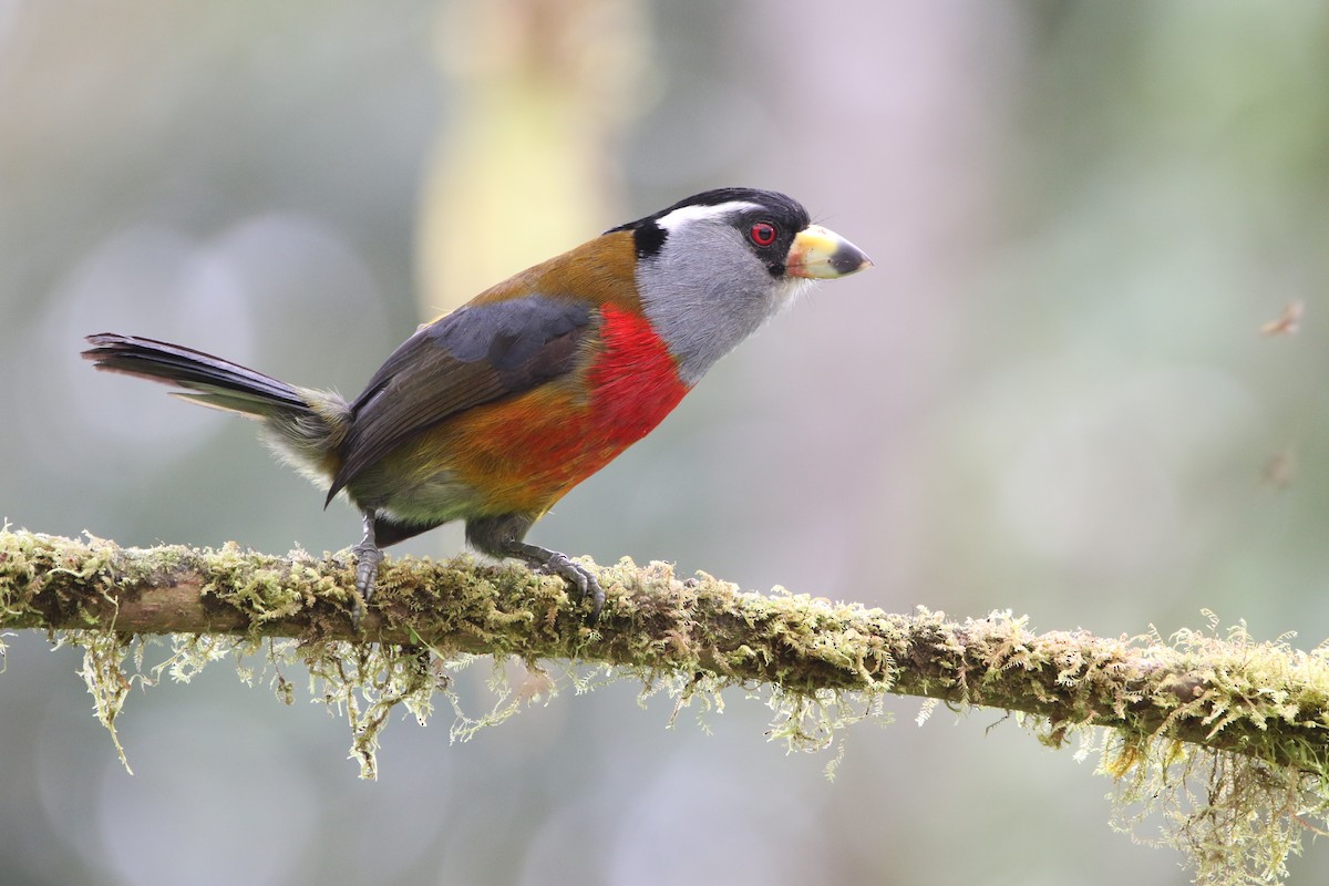 Toucan Barbet - ML645803883