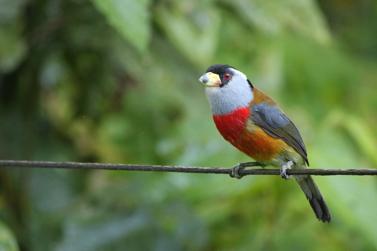 Toucan Barbet - ML645803884