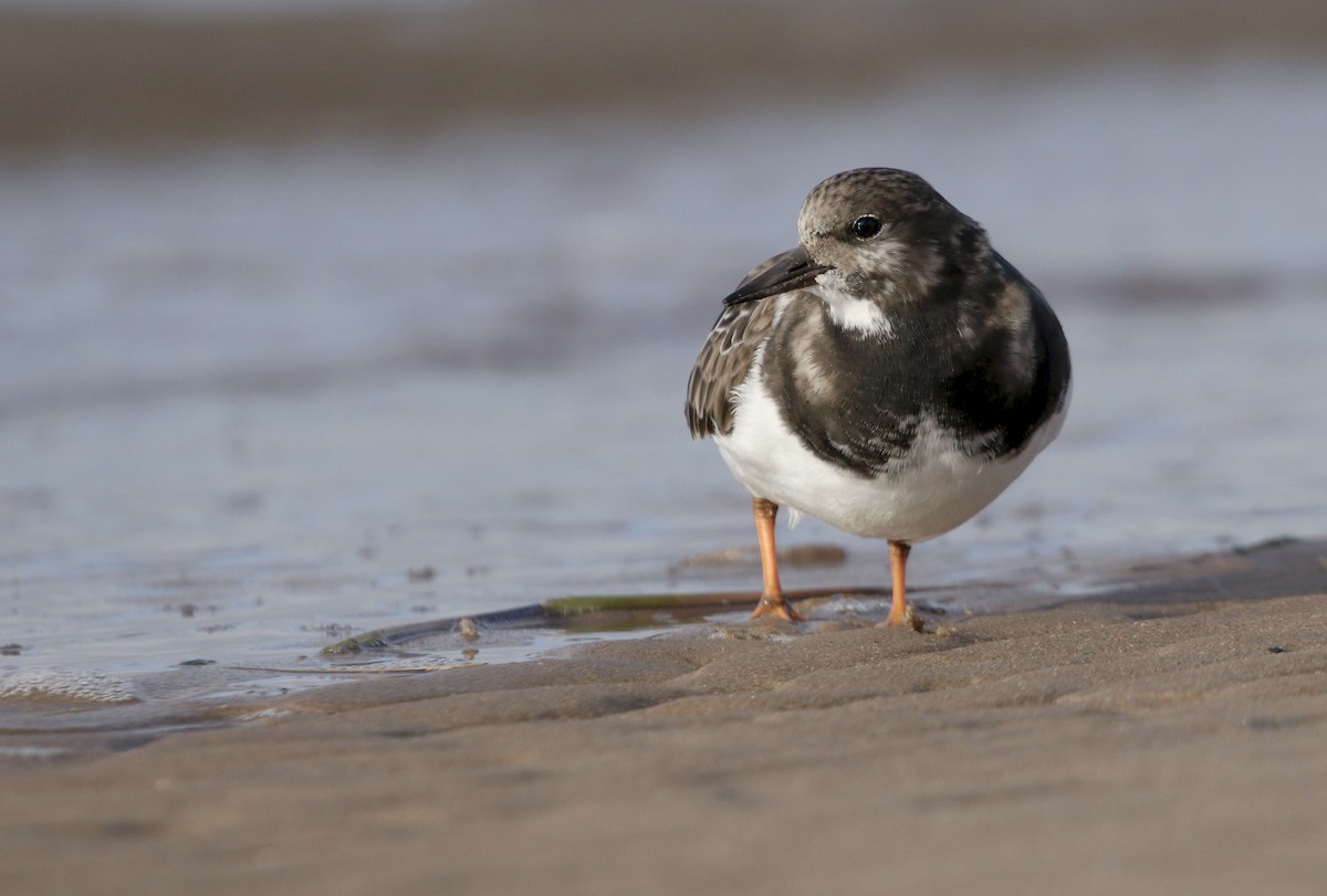 翻石鷸 - ML645803885