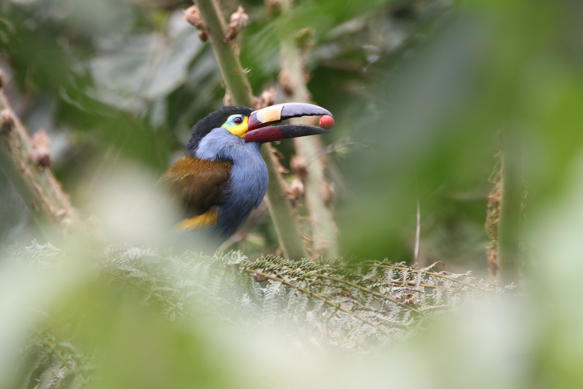 Plate-billed Mountain-Toucan - ML645803886