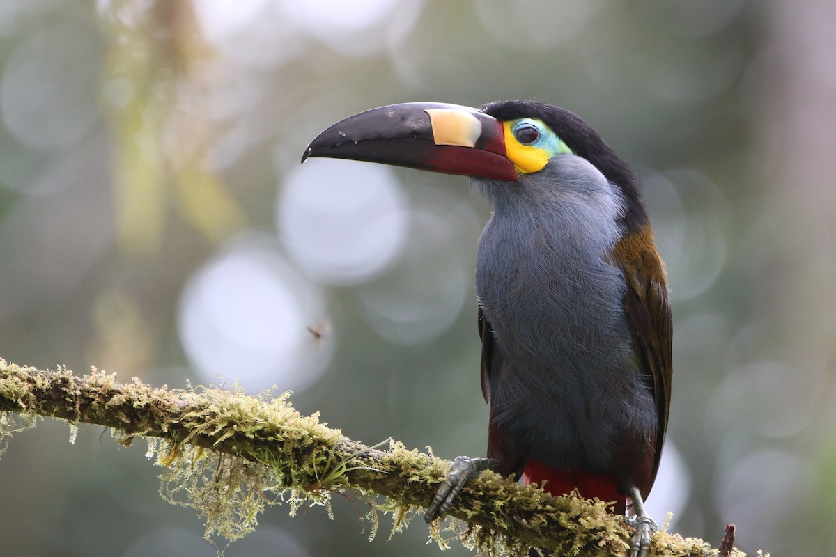 Plate-billed Mountain-Toucan - ML645803887