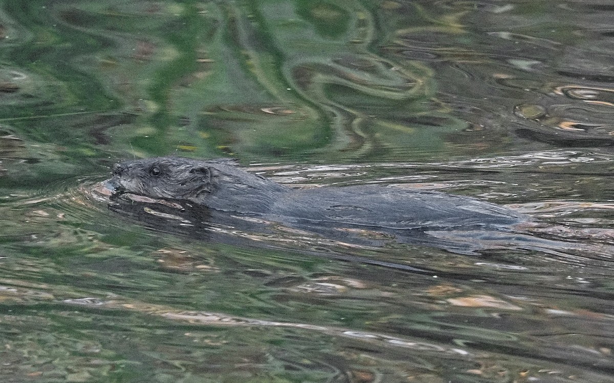 Muskrat - ML645803891