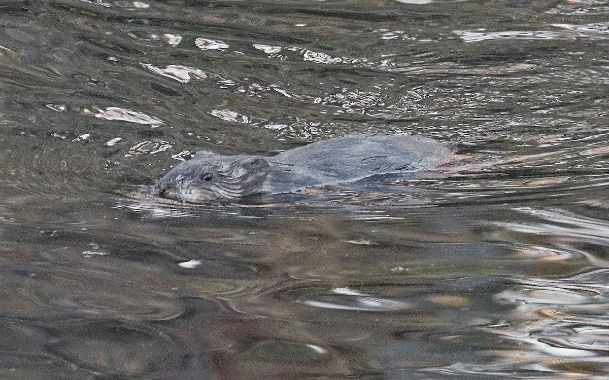 Muskrat - ML645803892