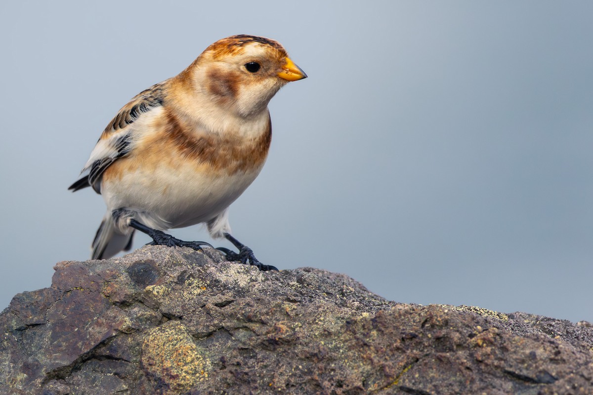 Snow Bunting - ML645803893