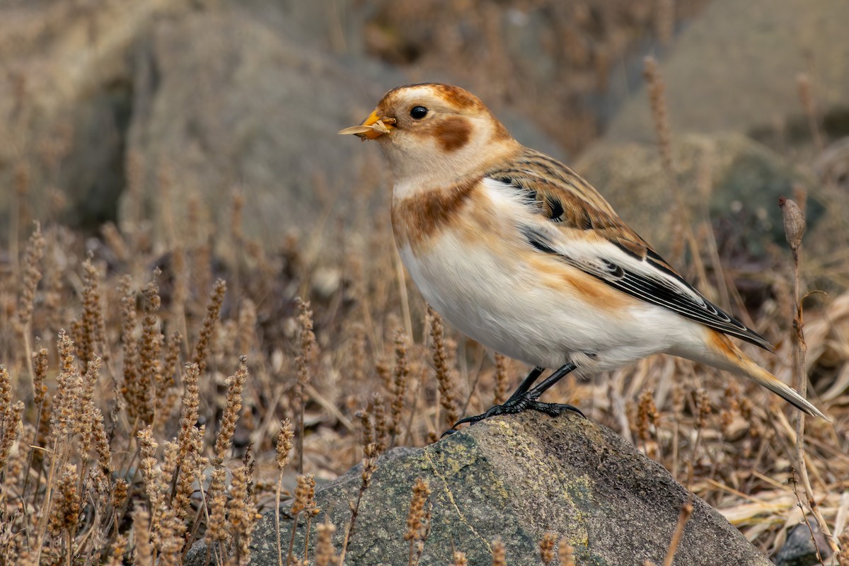 Snow Bunting - ML645803899