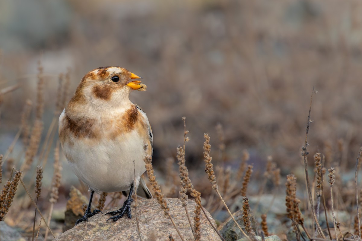 Snow Bunting - ML645803902