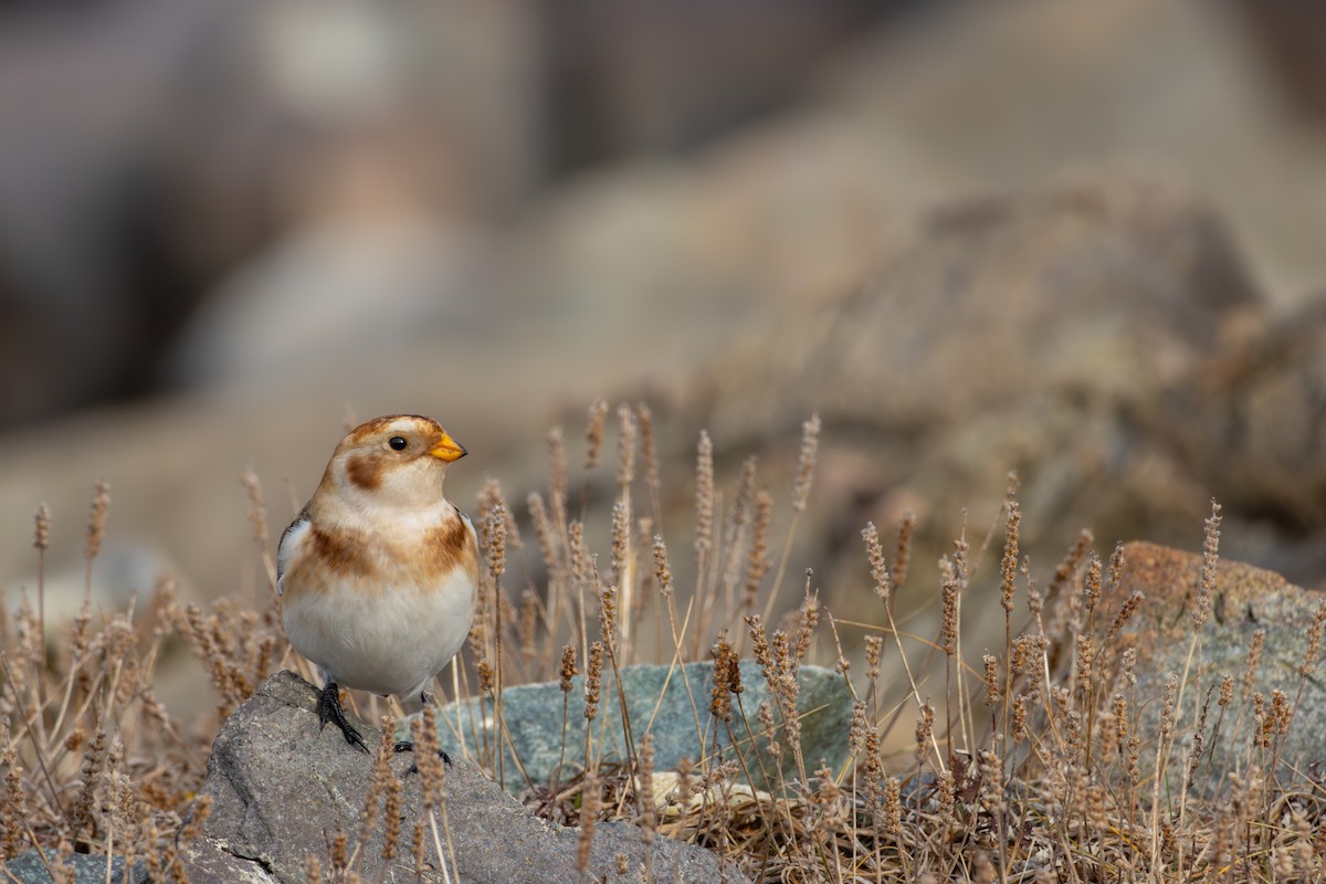 Snow Bunting - ML645803908
