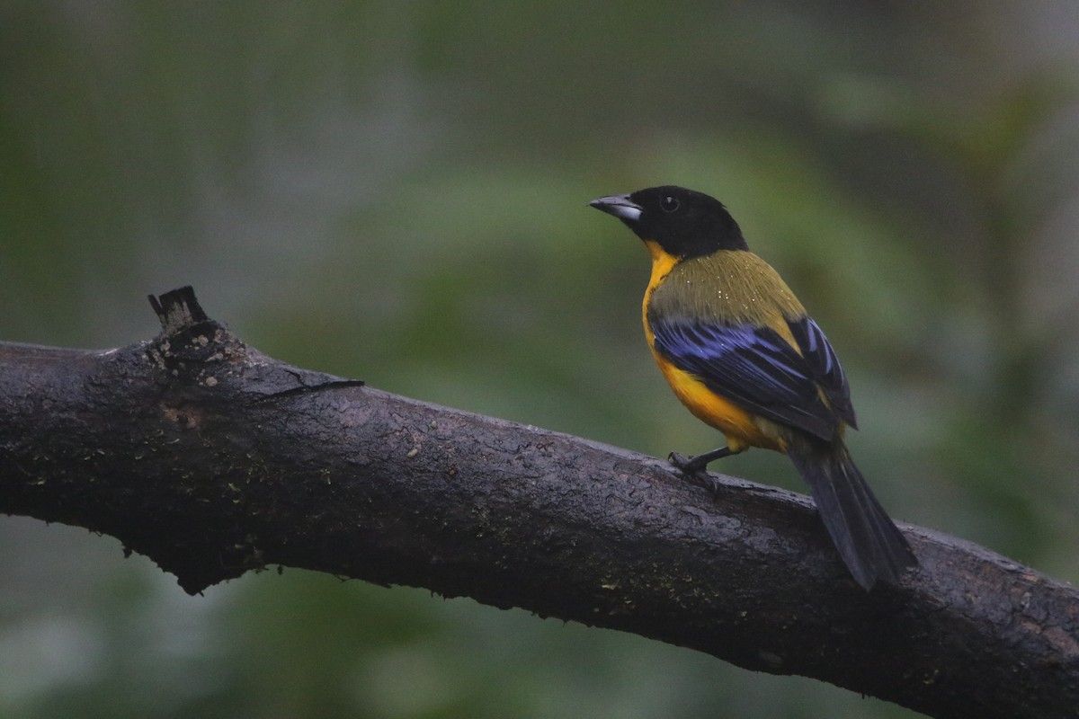 クロアゴヤマフウキンチョウ - ML645803910