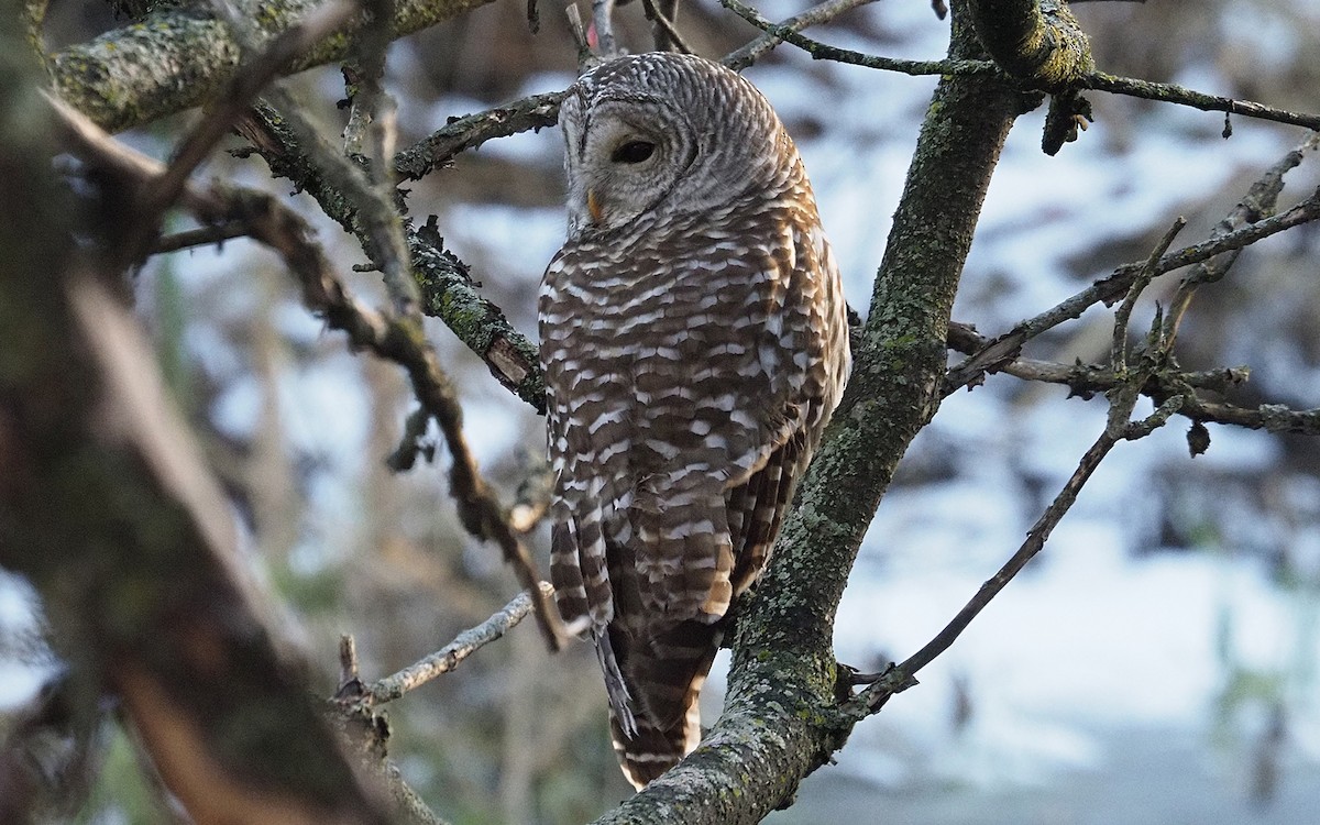 Barred Owl - ML645803918