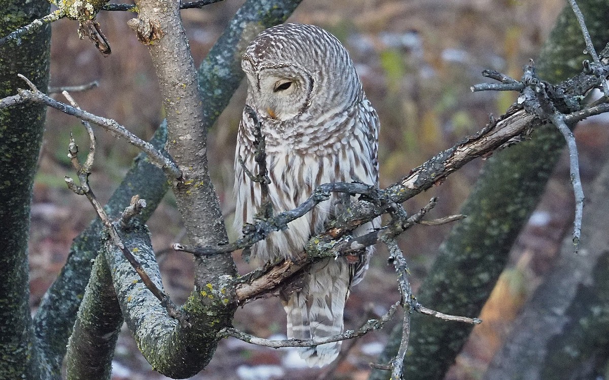 Barred Owl - ML645803919