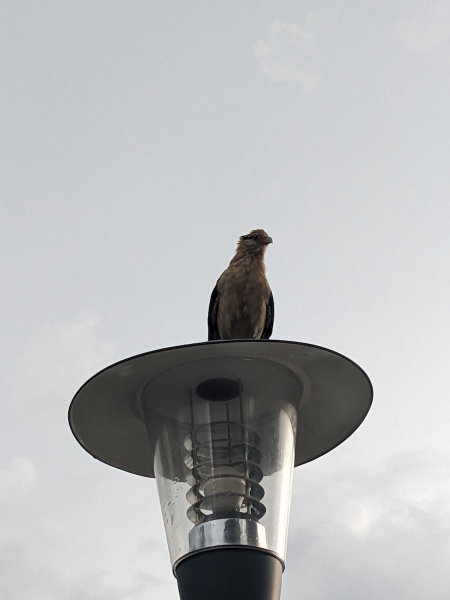 Хімахіма - ML645803921