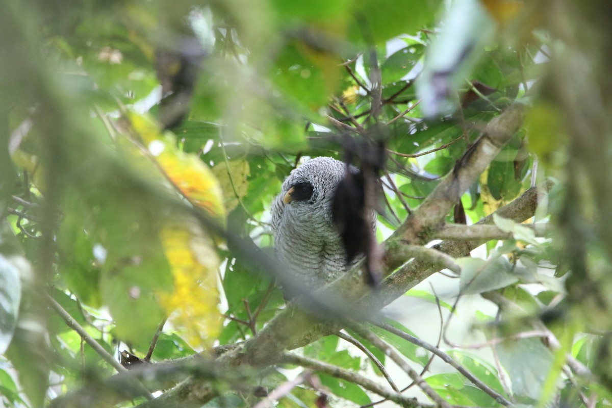 Сова-лісовик строката - ML645803923