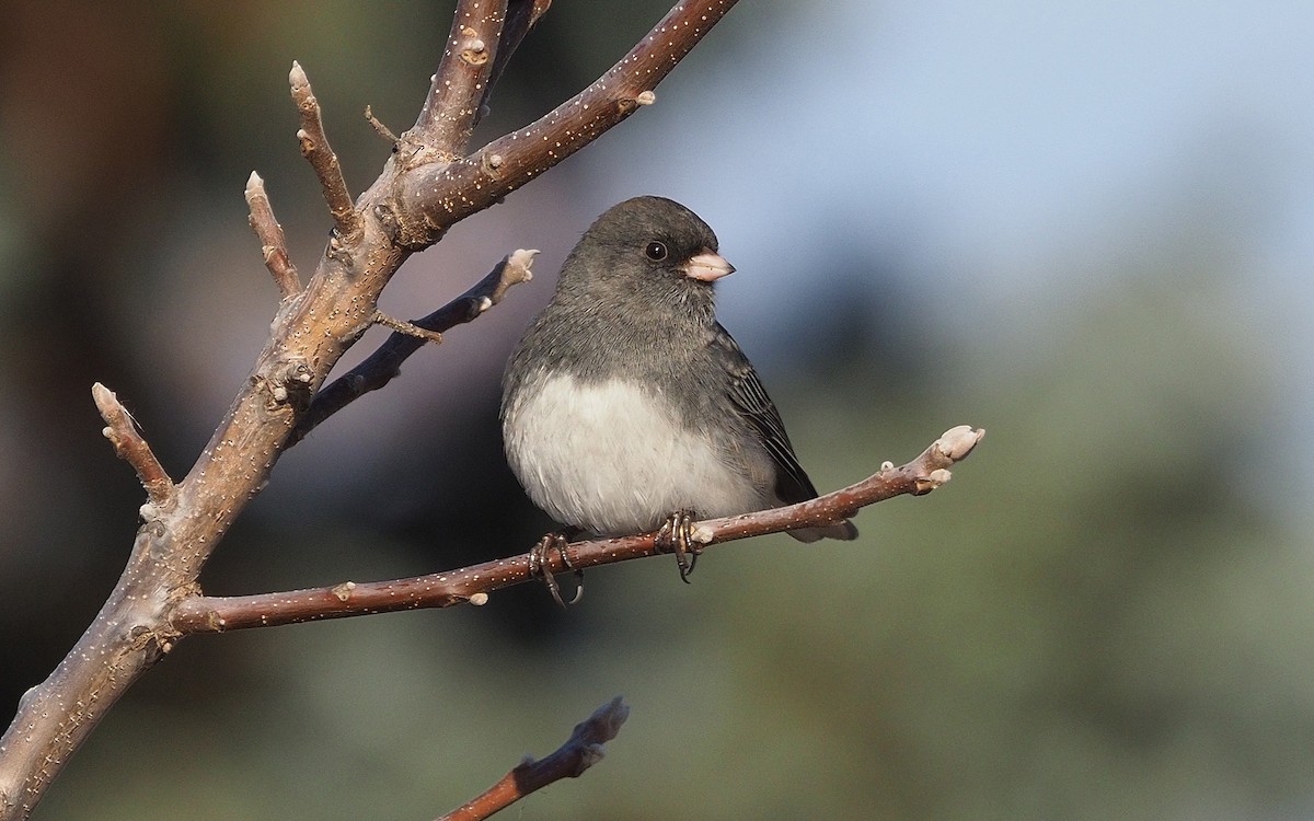 Dark-eyed Junco - ML645803924