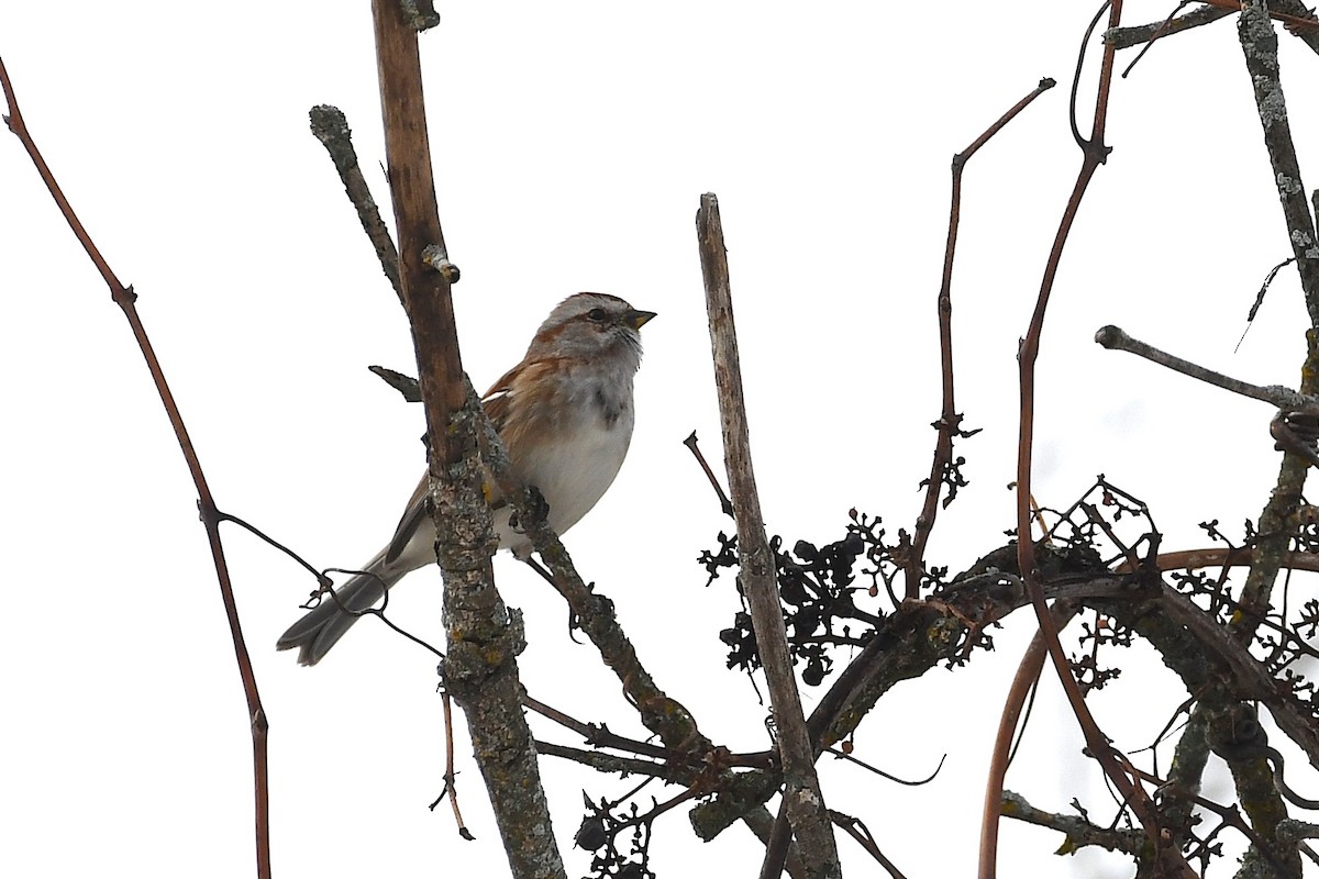 American Tree Sparrow - ML645803925