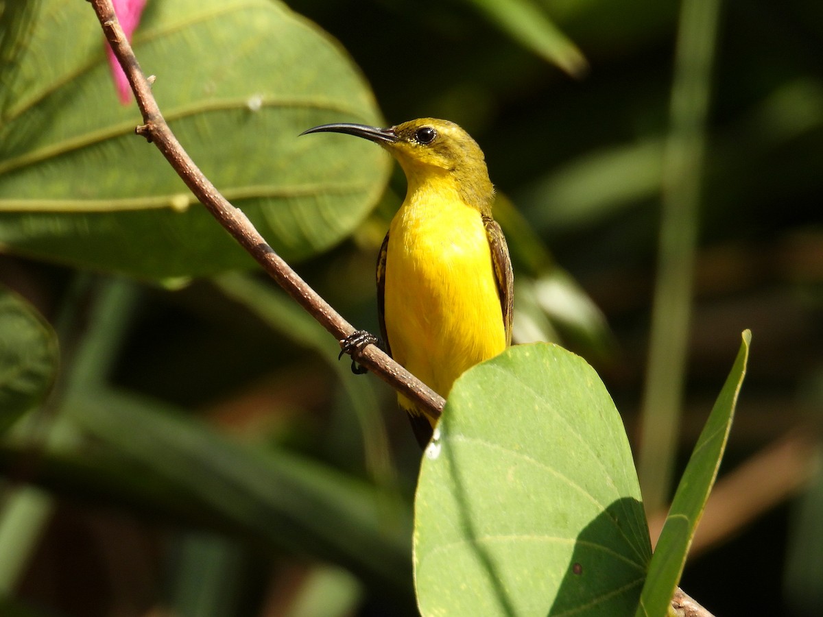 Sahul Sunbird - ML645803929