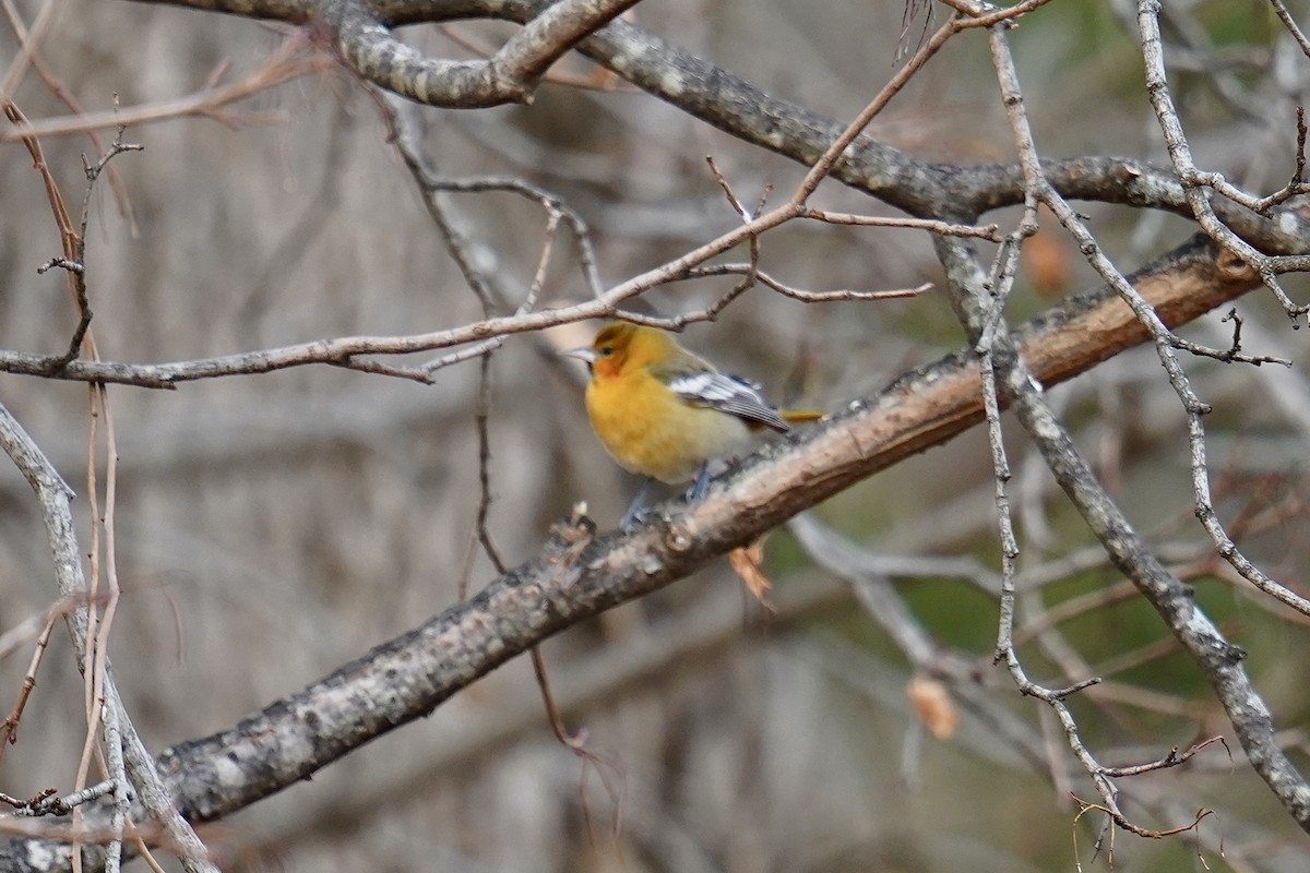 Трупіал золотощокий - ML645803930